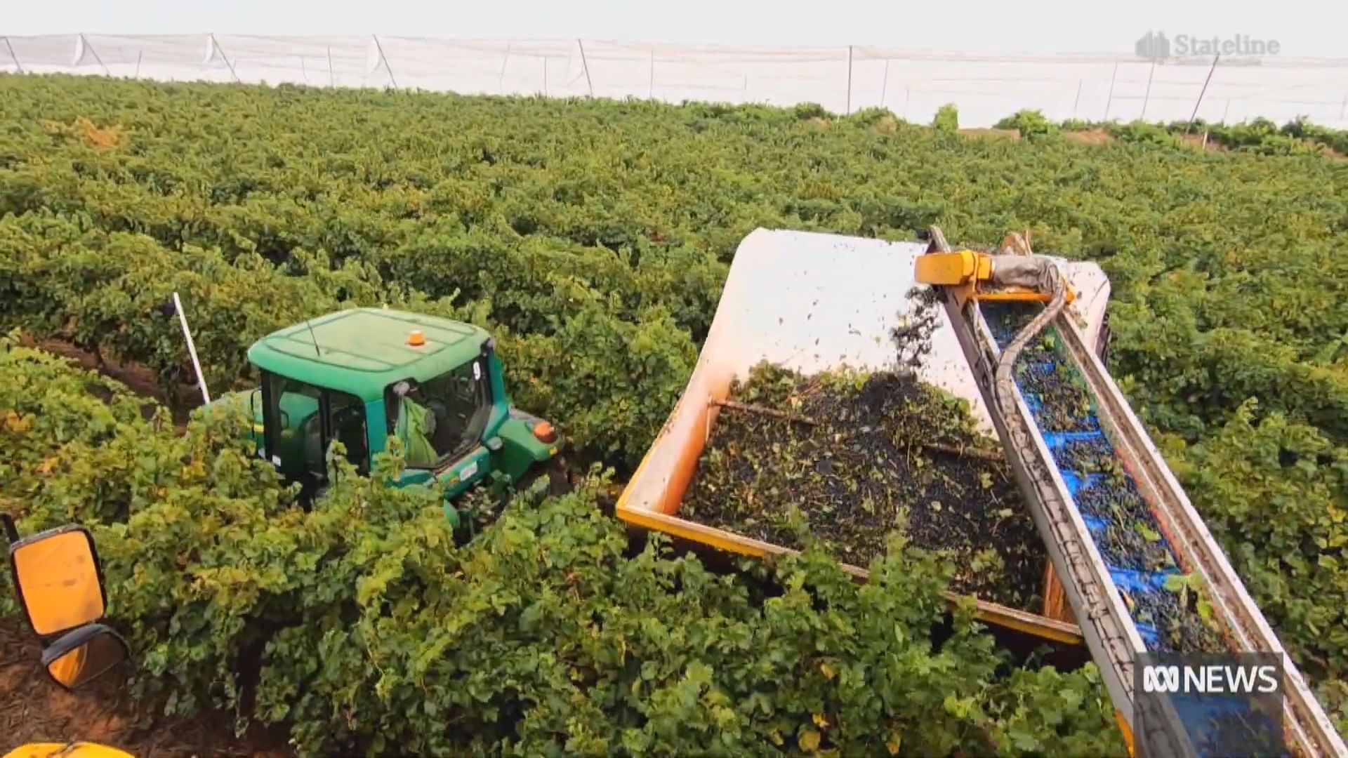 出口下跌市場改變 澳洲紅酒過剩 葡萄農民忍痛砍樹轉行