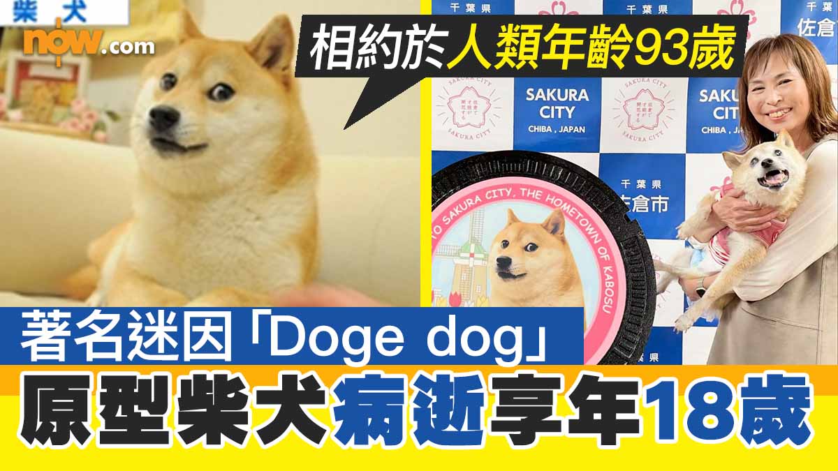 【RIP】著名迷因「Doge dog」原型柴犬病逝