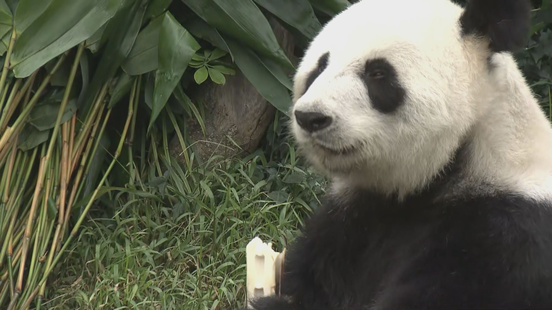 李家超感謝中央接納他三項建議 包括再送贈大熊貓