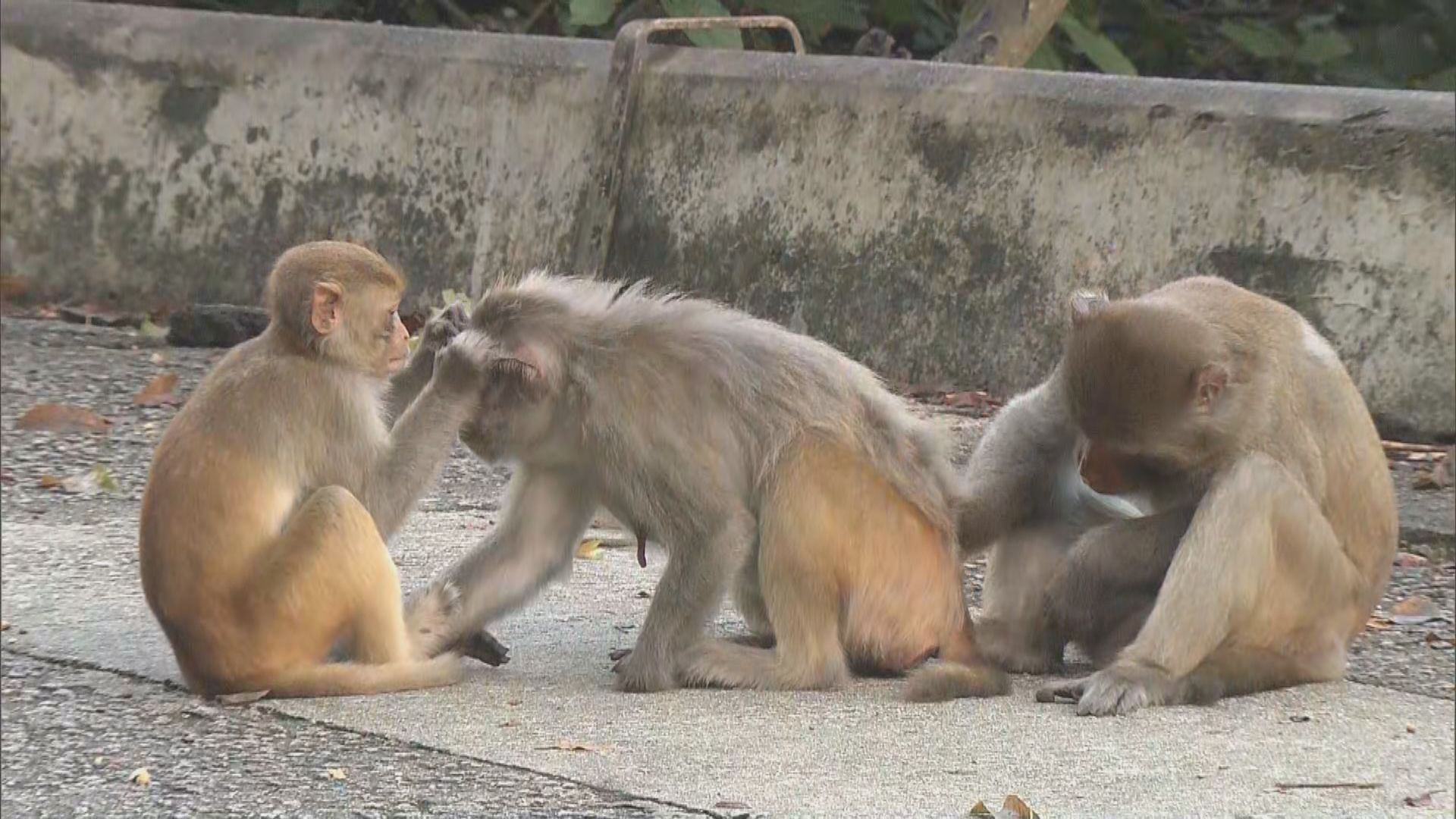 市民遺蛋糕碎及花生等　郊野公園猴子不時拾起檢查