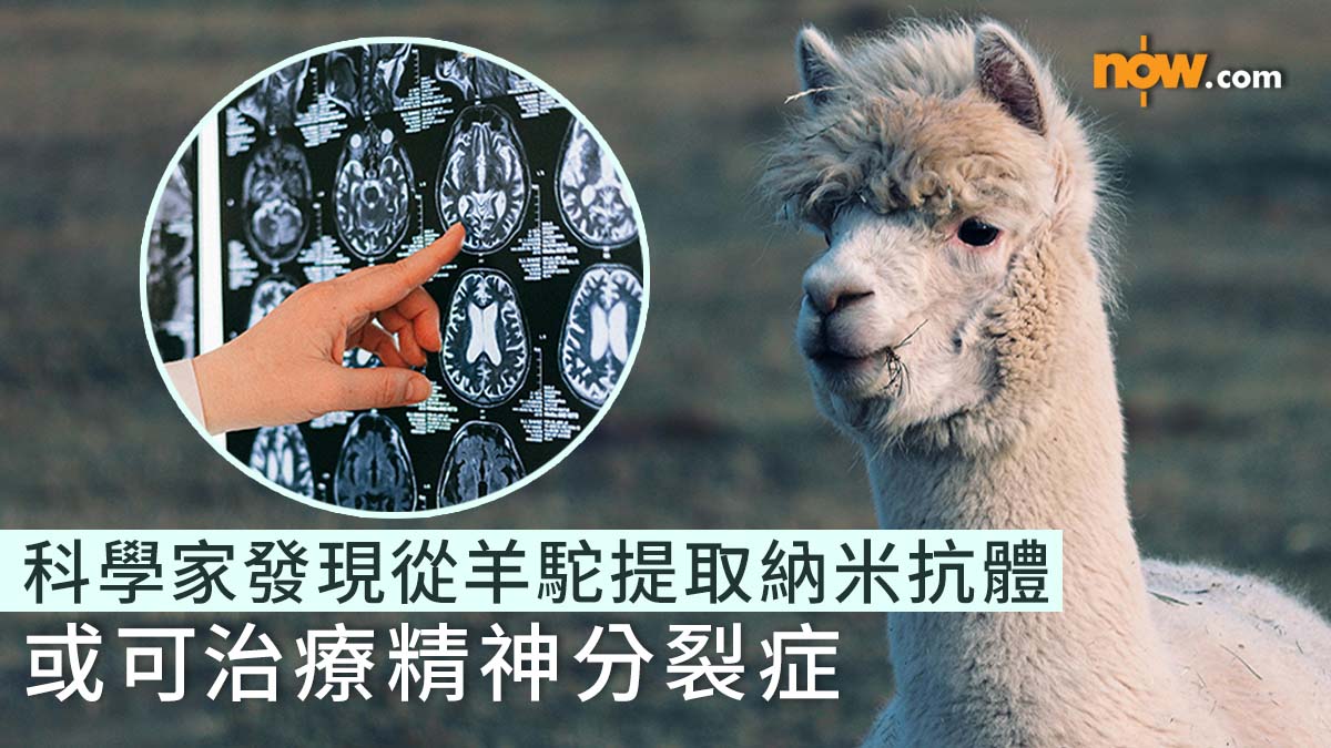 最新研究｜法國科學家發現從羊駝提取納米抗體或可治療精神分裂症