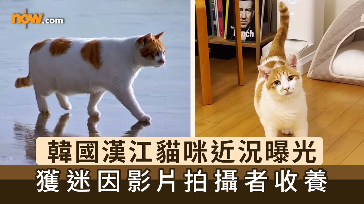漢江貓咪｜韓國「冰封漢江貓」迷因貓近況曝光　獲迷因影片拍攝者收養