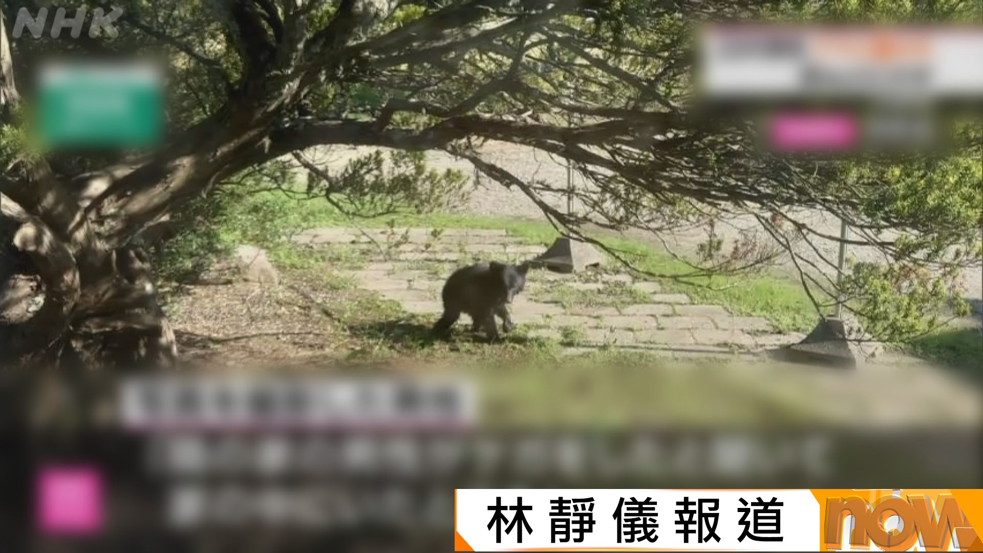 日本多地頻頻有熊出沒　專家指或與橡果失收有關