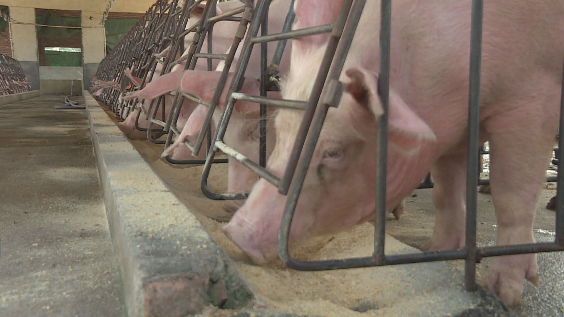 【生豬價格】發改委研究投放豬肉儲備 防止豬肉價格急升