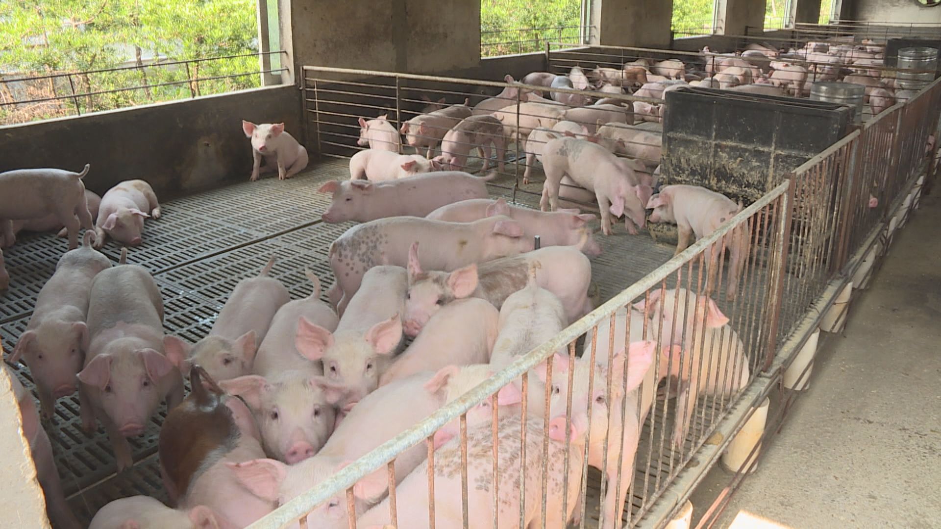 消息：上水屠房內地活豬樣本驗出非洲豬瘟