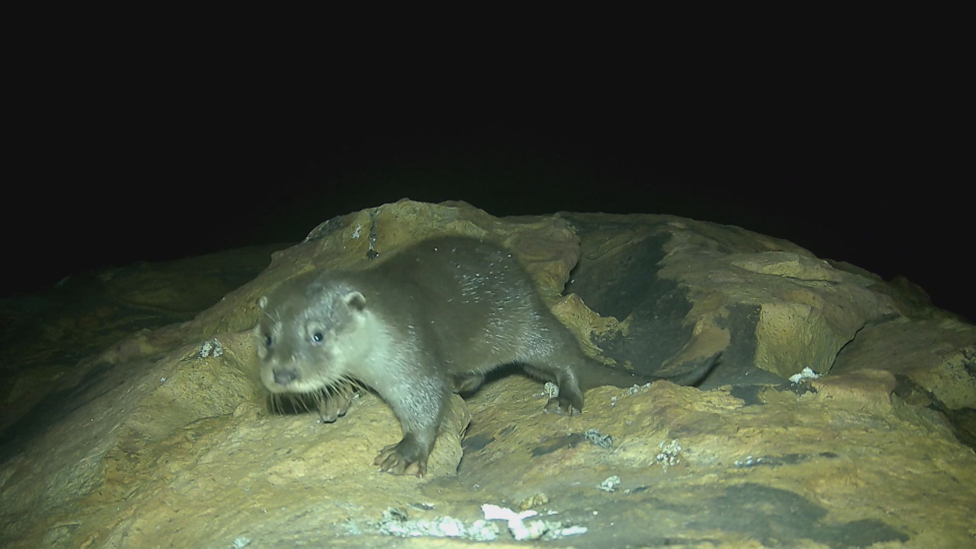 北大嶼山水域再現水獺蹤跡