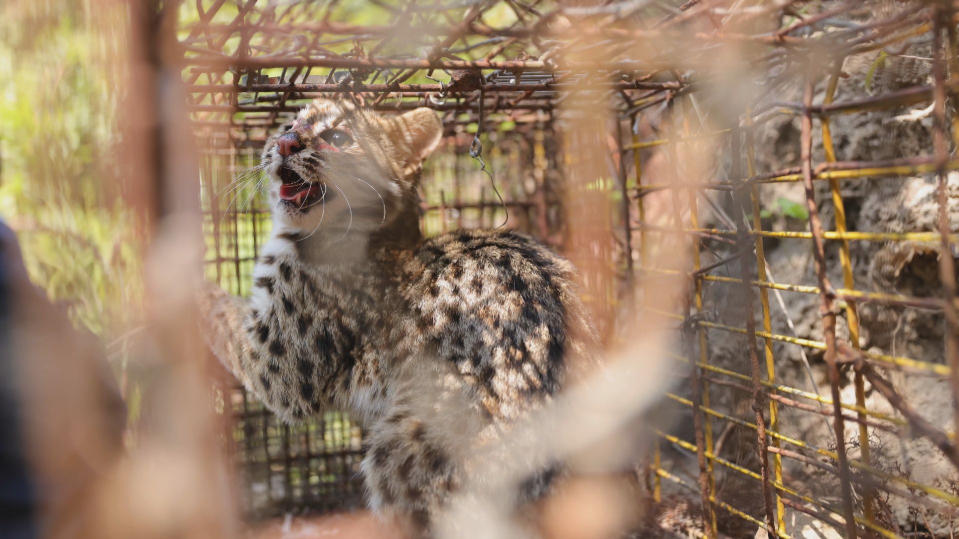 漁護署將軍澳移除11捕獸籠　被困豹貓獲救