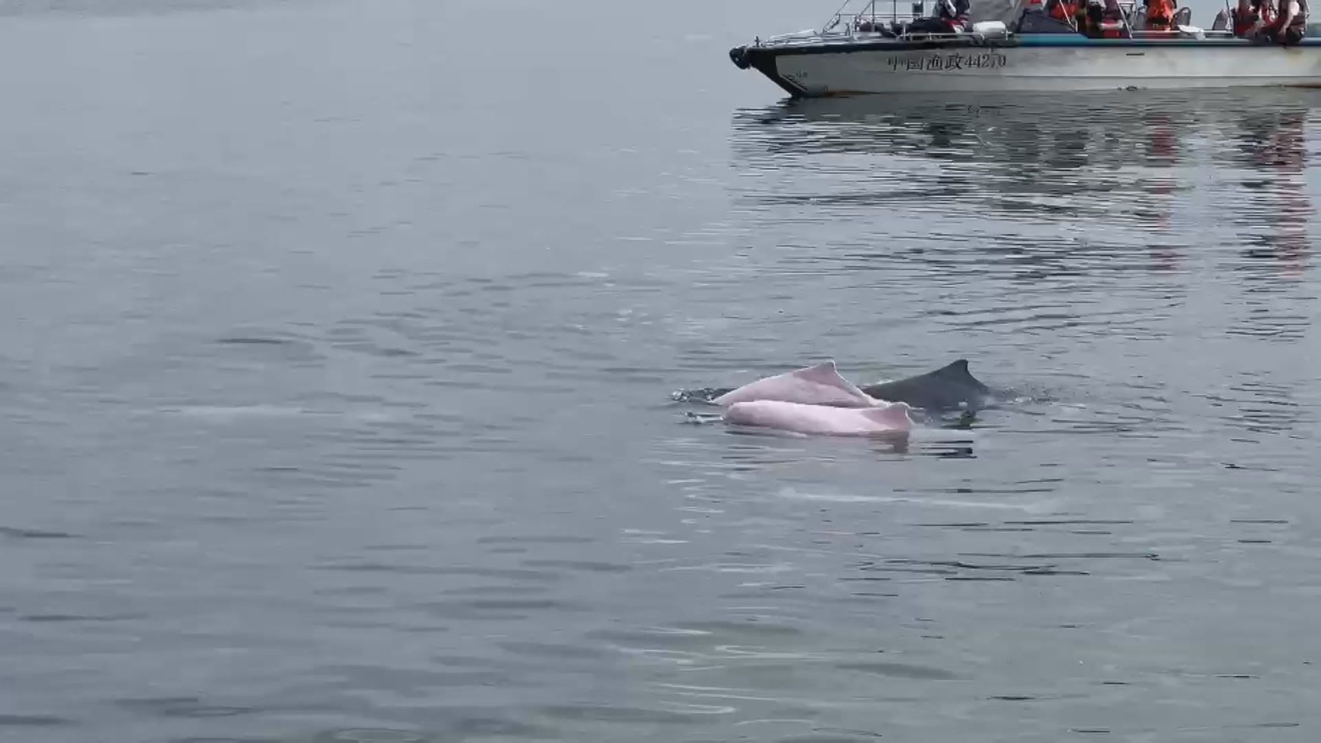 【原片】全國生態日　中華白海豚現身湛江雷灣海域嬉水