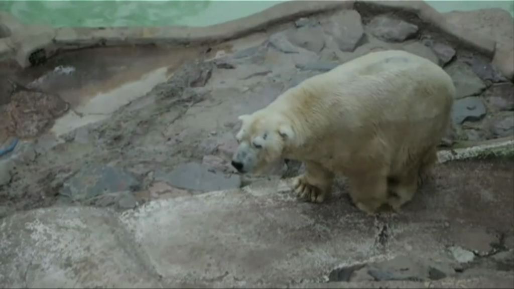 南美最後一隻北極熊去世