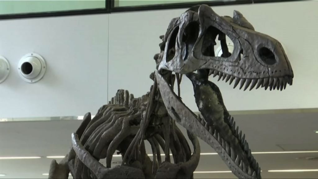 阿根廷發現新種肉食恐龍化石
