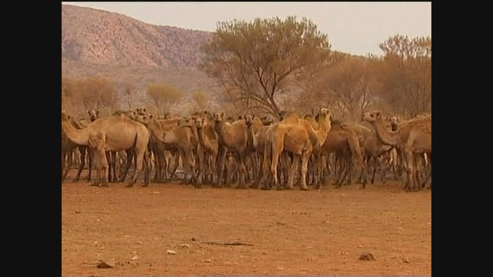 澳洲批准射殺一萬頭駱駝