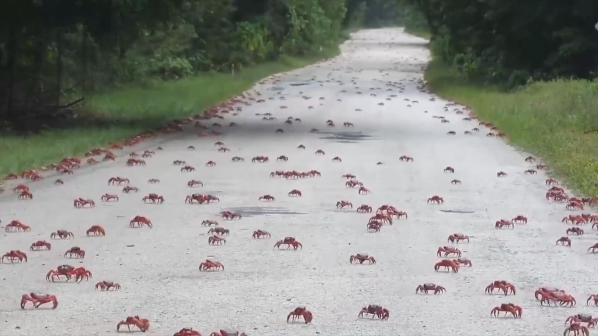 澳洲聖誕島紅蟹開始一年一度的大遷徙