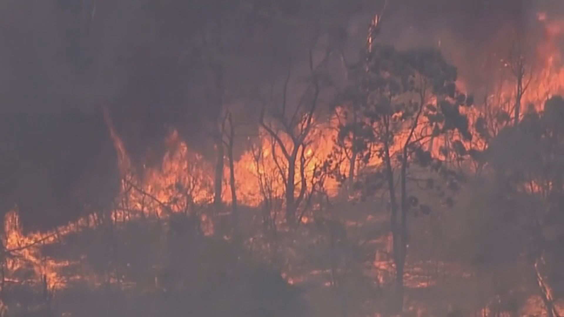 澳洲新南威爾士山火持續進入緊急狀態