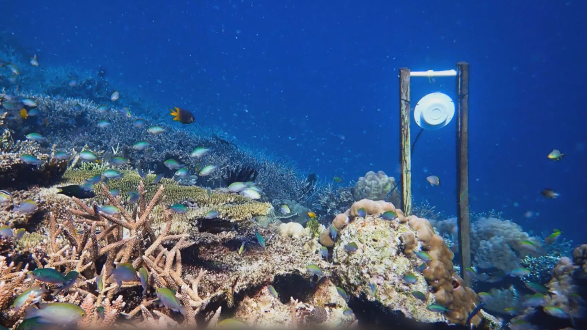 科學家以聲音吸引魚類重返瀕死珊瑚礁