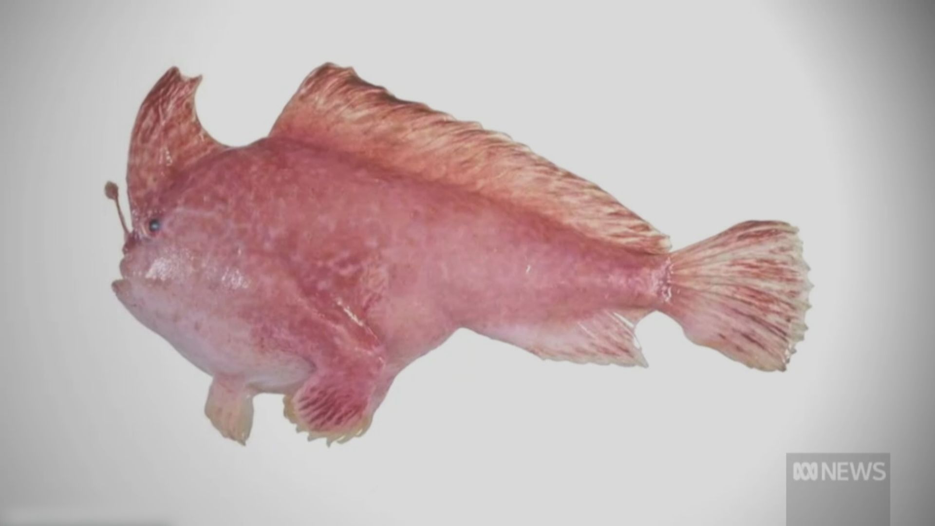 澳洲外海相隔22年再發現粉紅長手魚