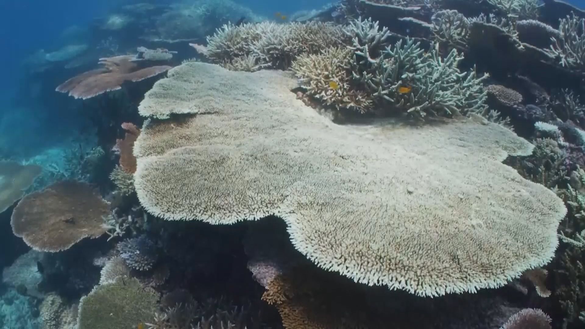聯合國建議將大堡礁列為瀕危世界遺產