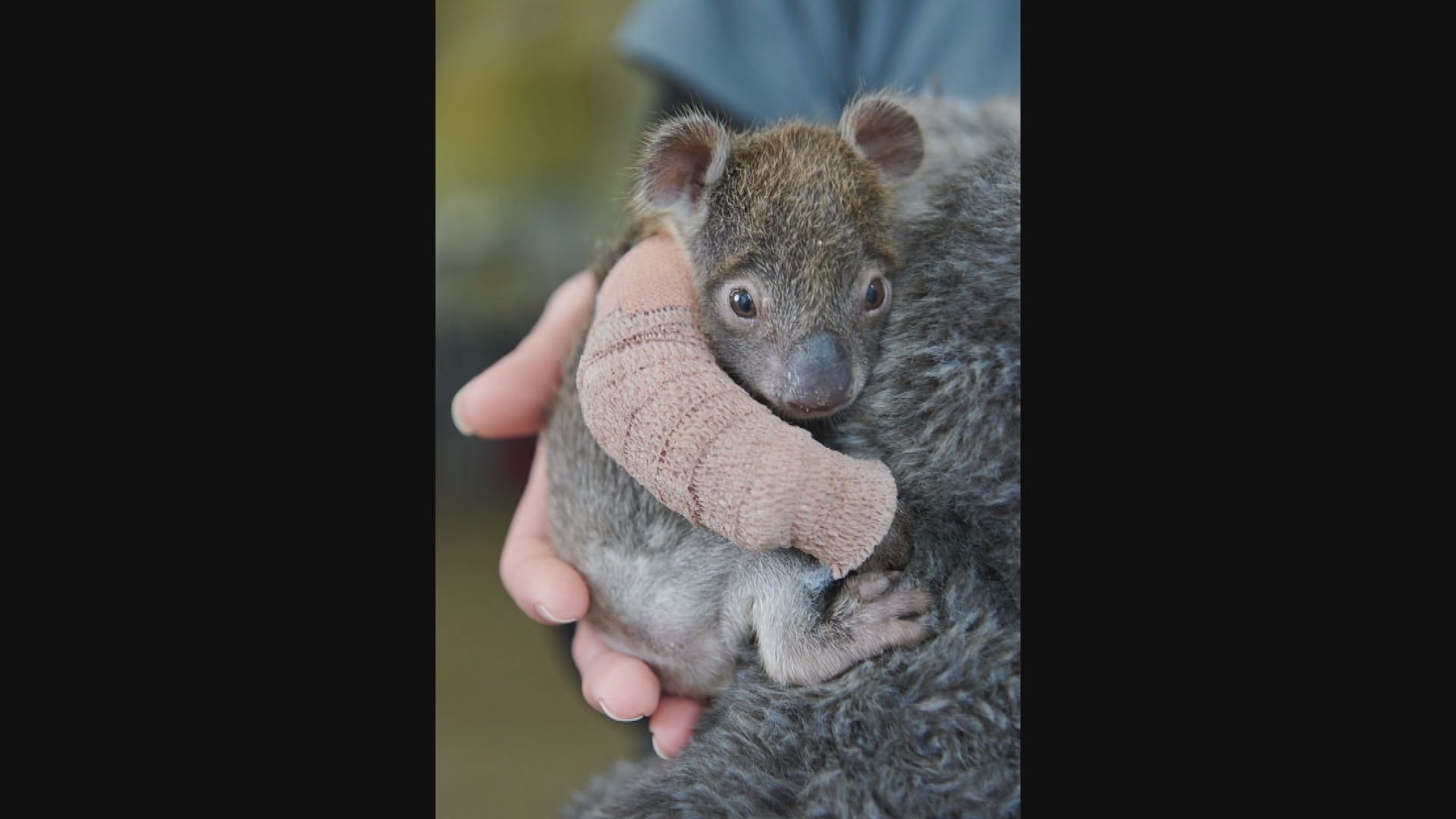 澳洲樹熊寶寶前年由樹上墮下　傷癒後回歸野外