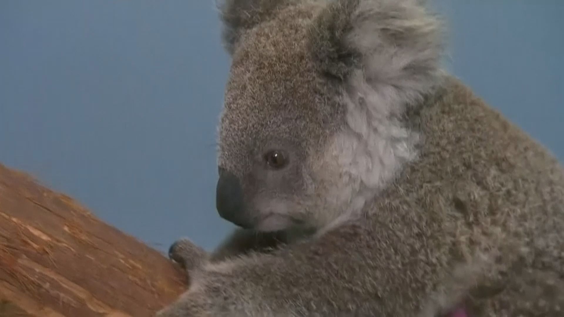澳洲將東部地區的樹熊列為瀕危物種