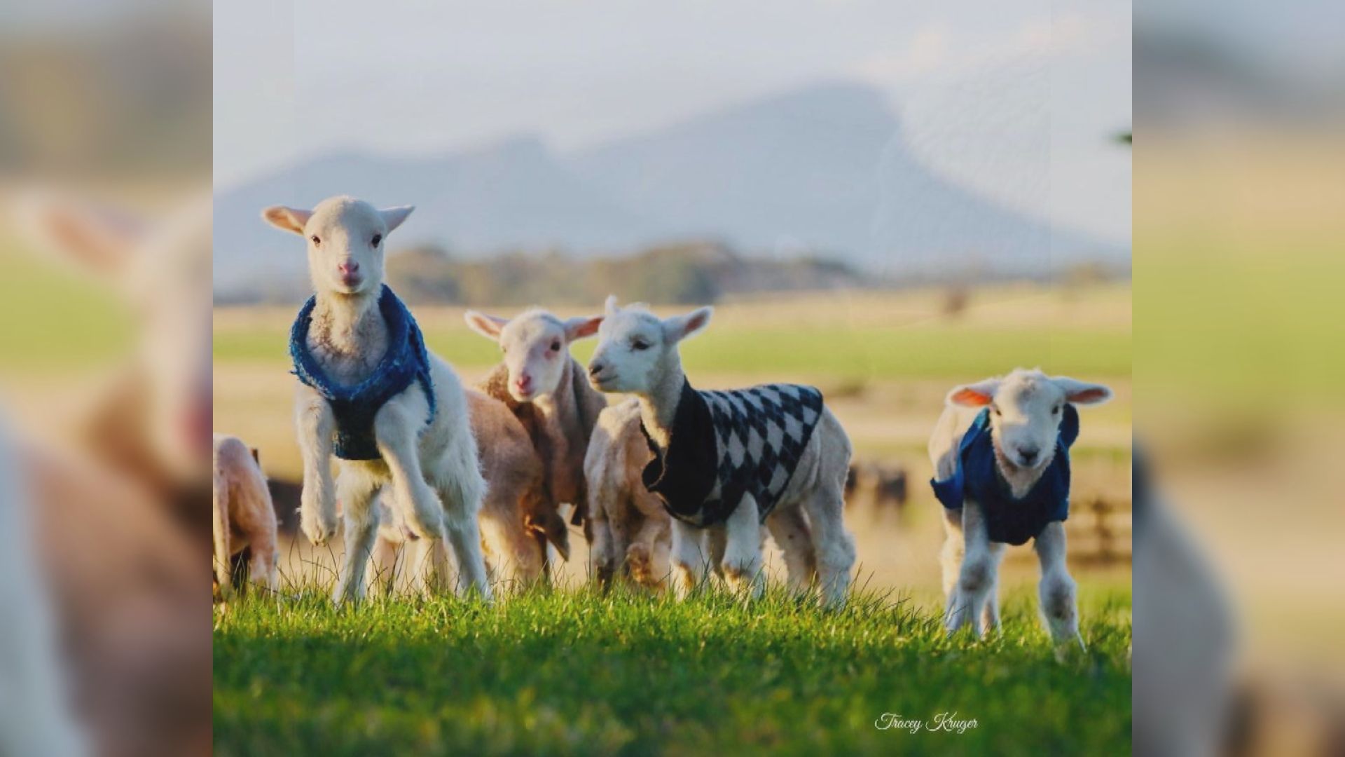 澳洲農場主人拯救被遺棄的小羊