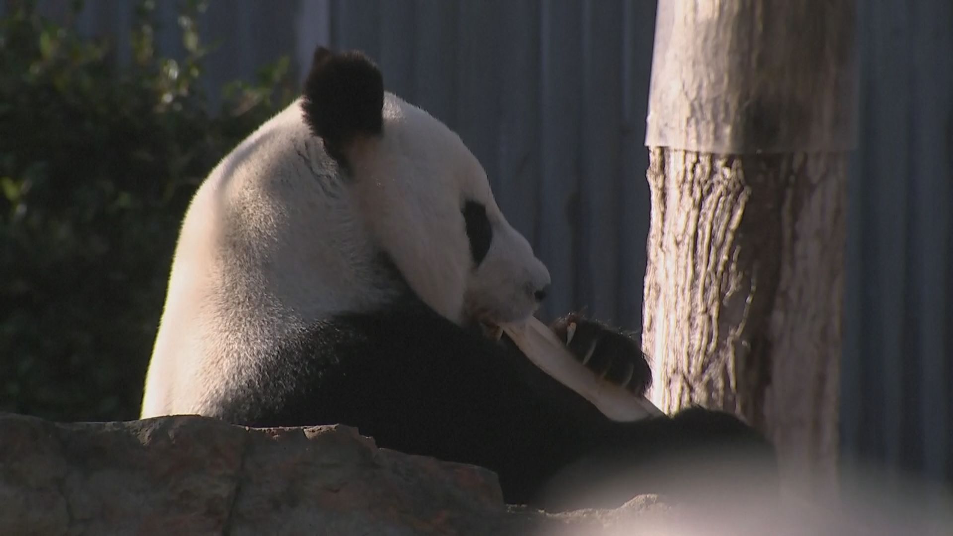 李強續訪澳 中國將向澳洲提供新一對大熊貓
