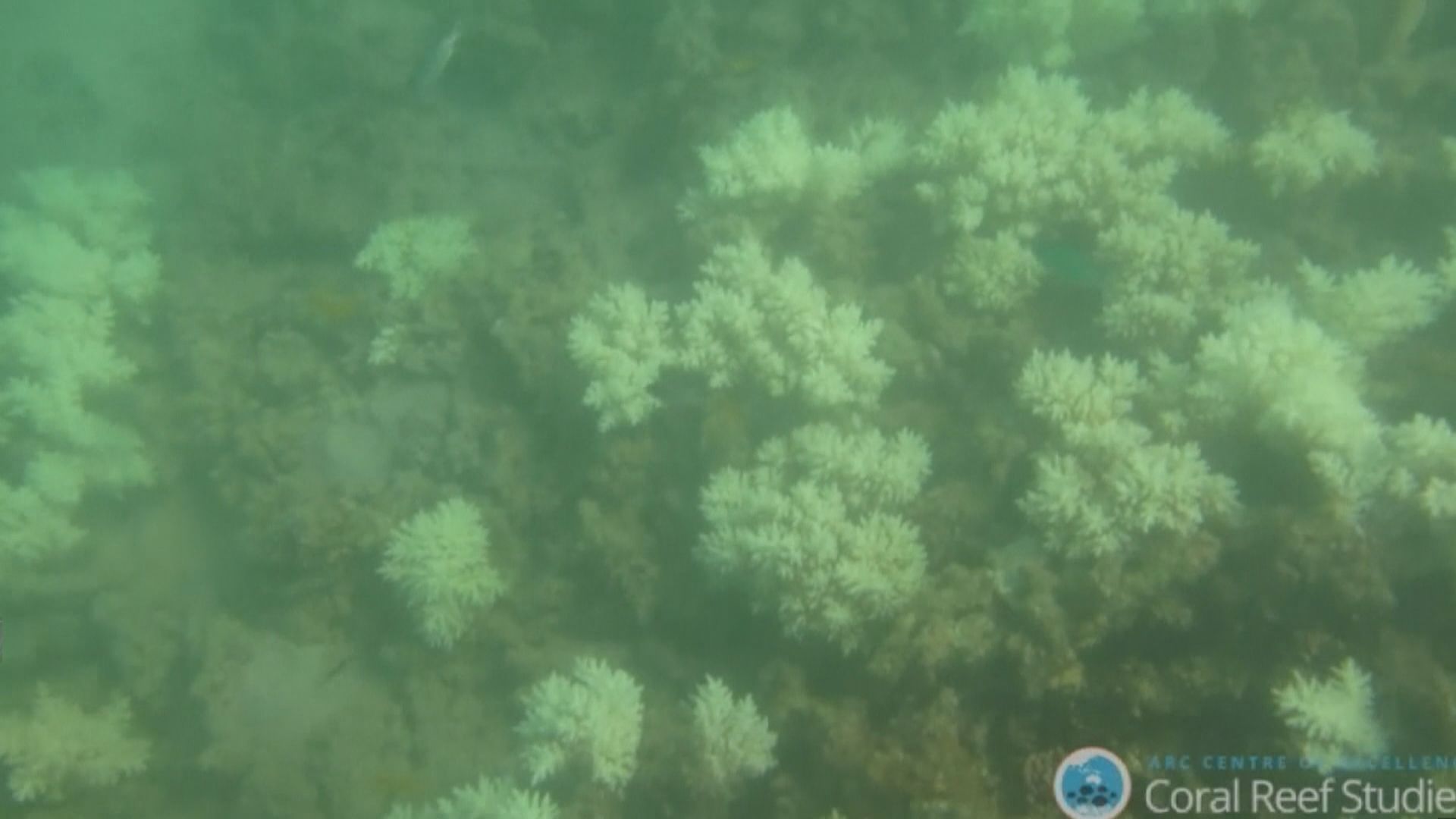 澳洲增撥10億澳元保育大堡礁