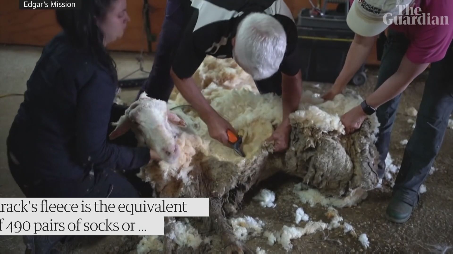 澳洲走失綿羊尋回　羊毛重逾35公斤