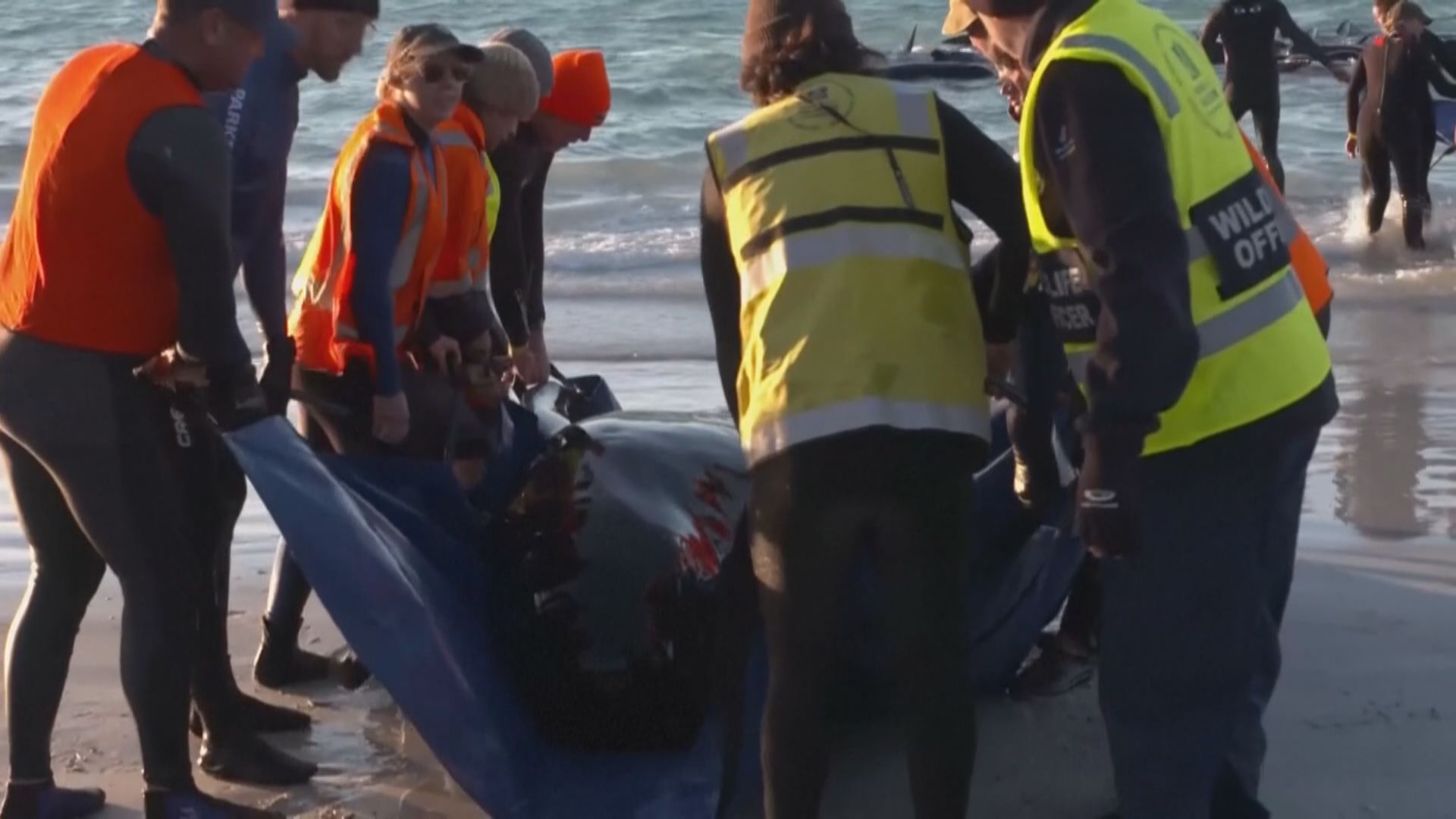 西澳洲大批鯨魚擱淺 餘下生還40多條鯨魚遭安樂死