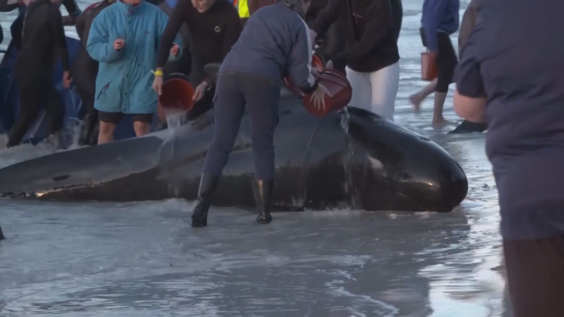 西澳洲四十多條擱淺生還鯨魚遭安樂死