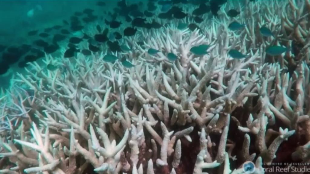 研究：大堡礁去年嚴重珊瑚白化