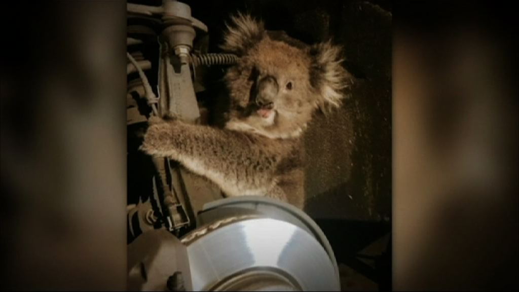 澳洲一隻樹熊被困私家車車輪