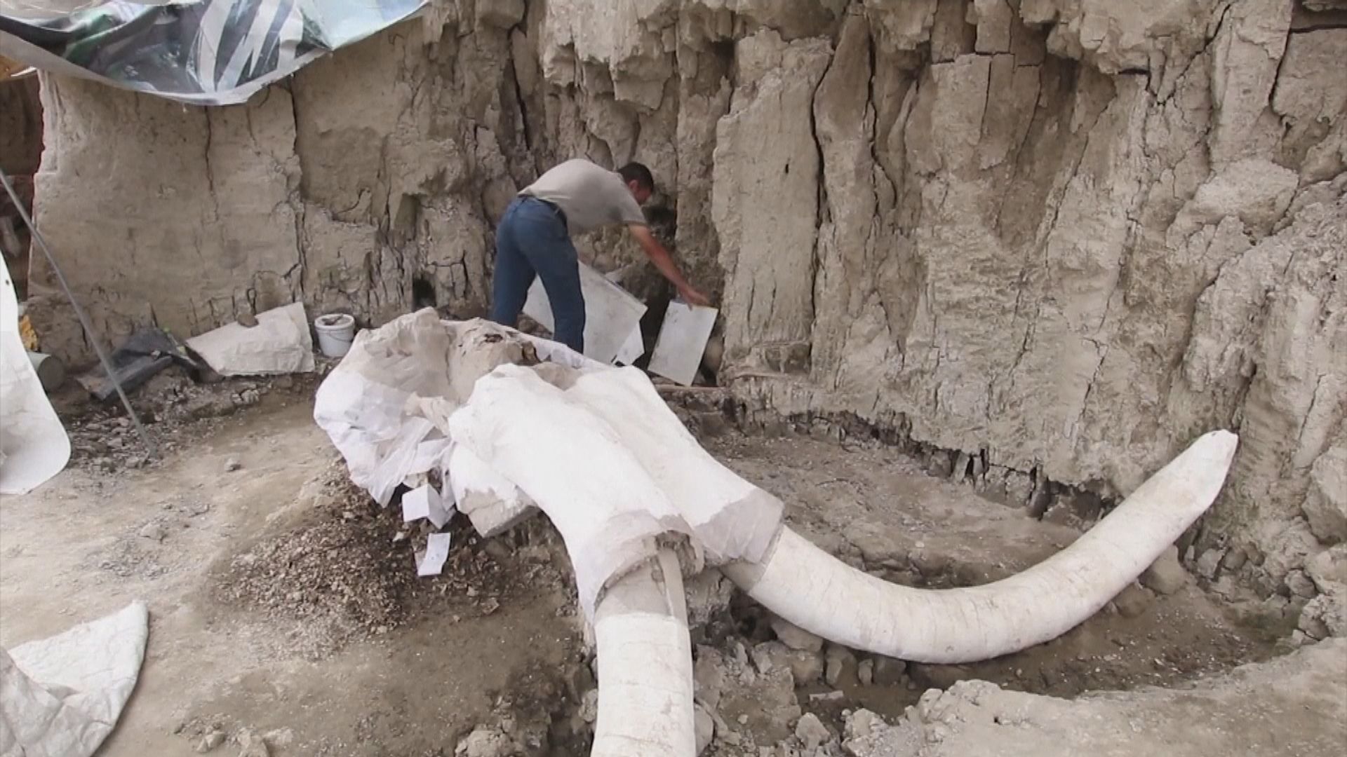 奧地利酒窖發現約3萬至4萬年前長毛象化石
