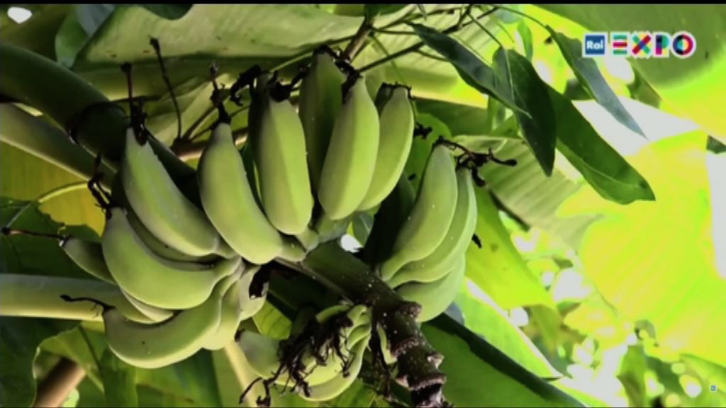 香蕉正面臨黃葉病威脅