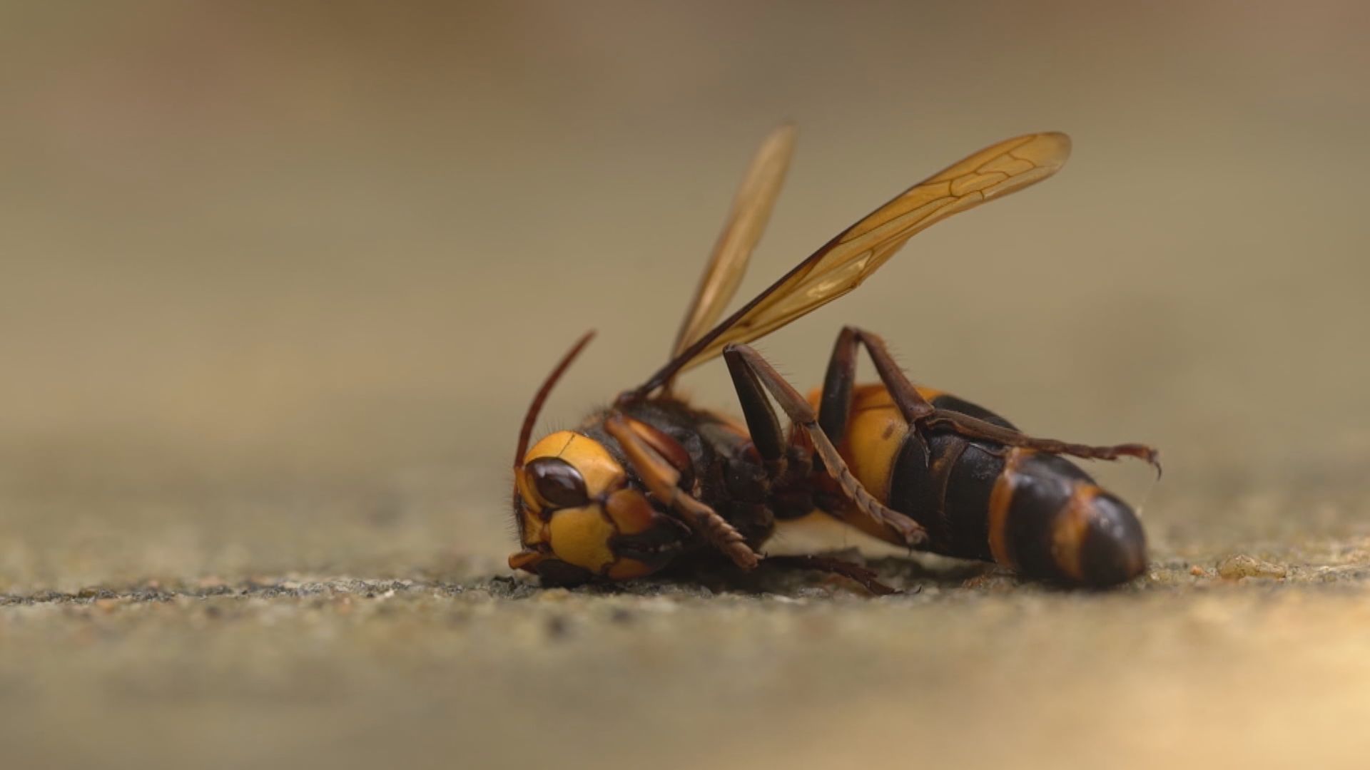 養蜂男疑遭黃蜂螫傷後不治 蟲害專家提醒黃蜂秋冬較活躍
