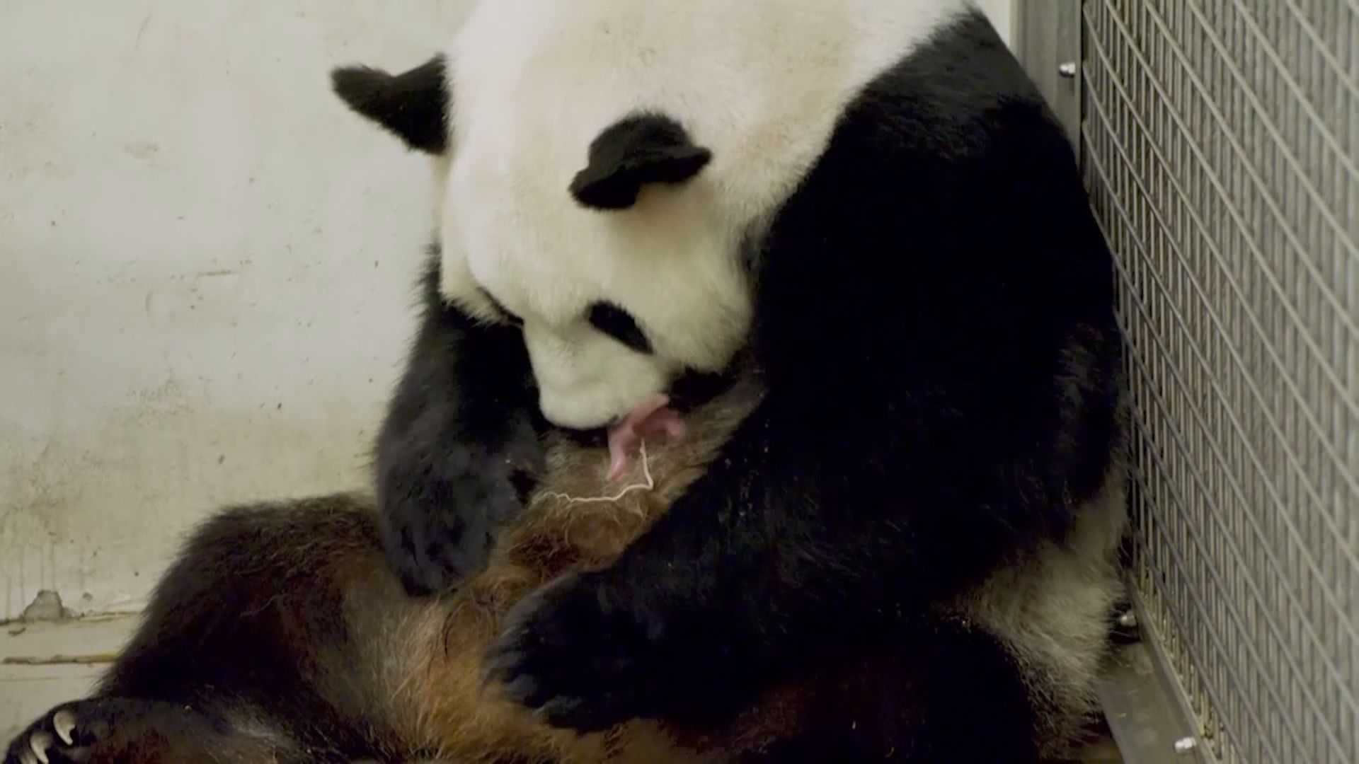 旅居比利時大熊貓誕下龍鳳胎