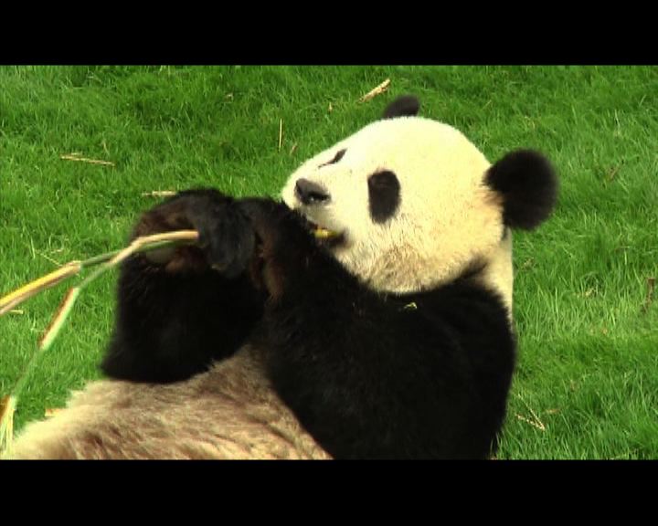 
中國租借比利時大熊貓正式亮相