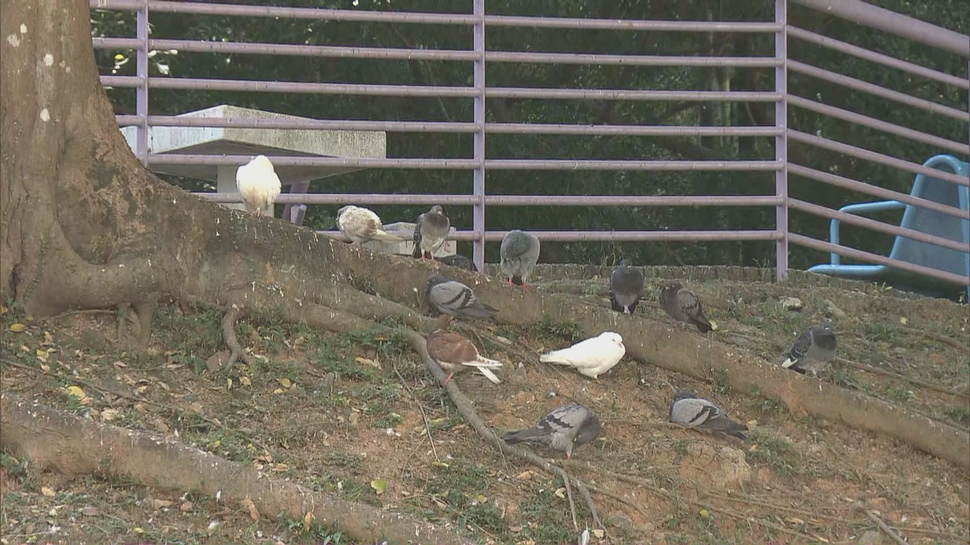 大埔富亨邨逾卅隻白鴿死亡　列殘酷對待動物案