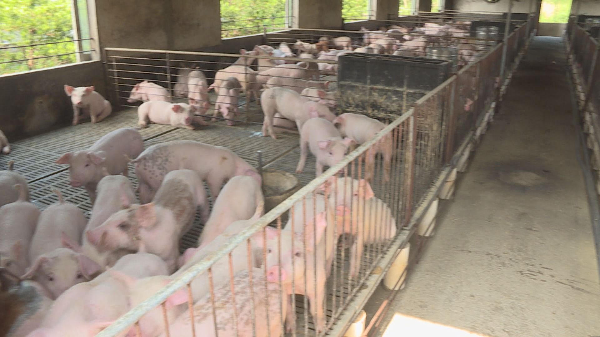 農業部：非洲豬瘟疫情明顯減緩