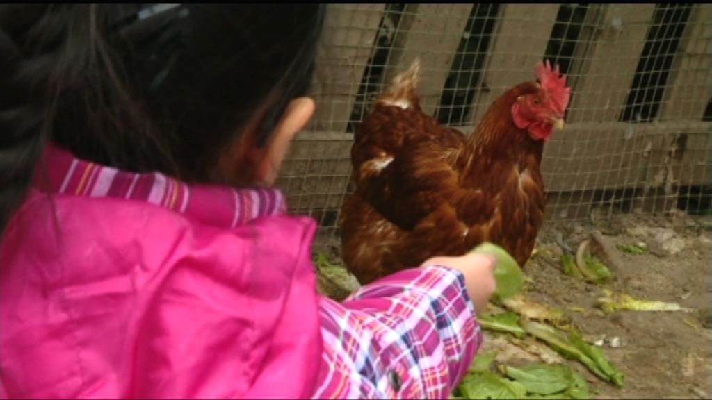 北京有人收養小雞籲推廣素食