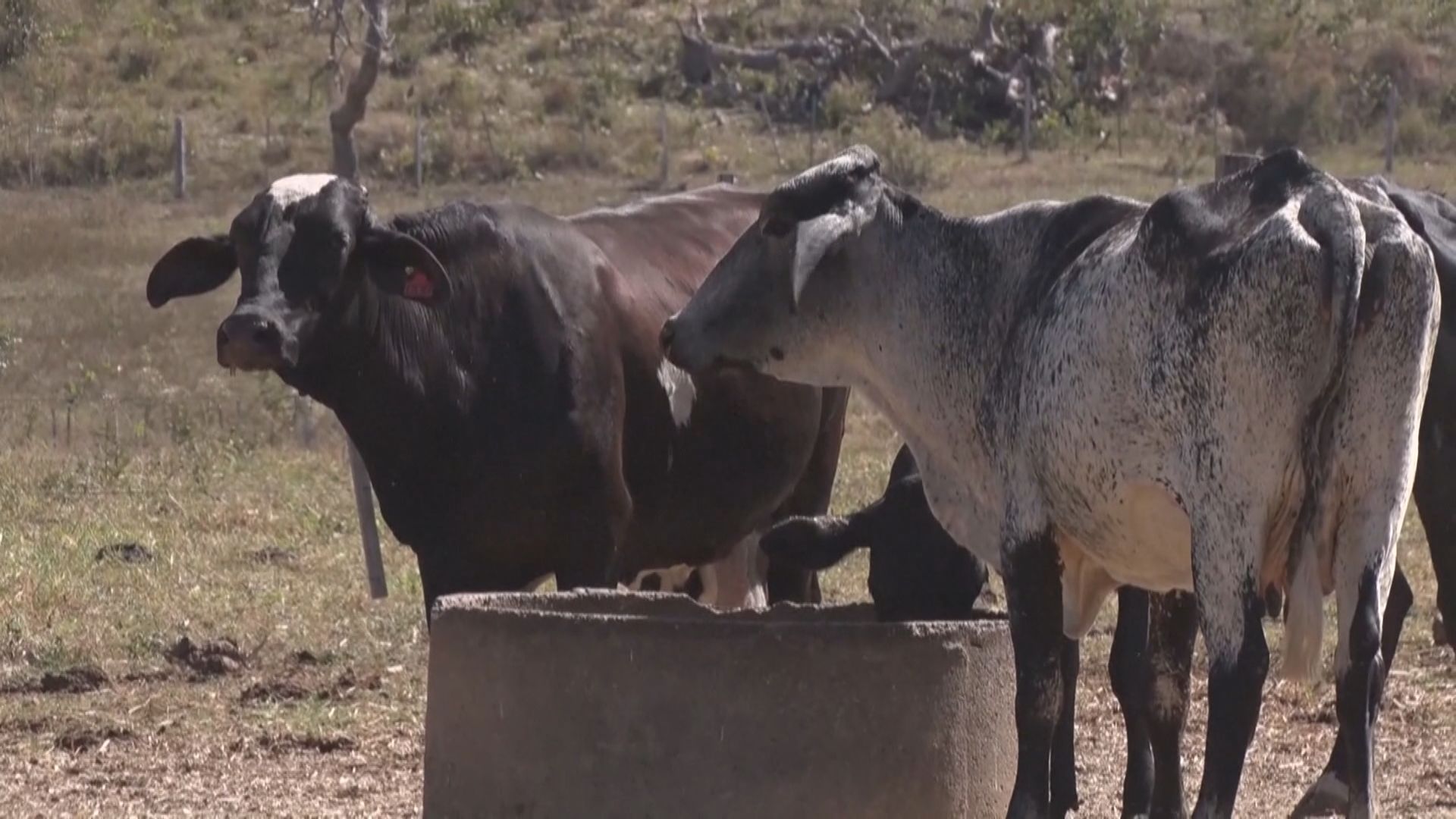 巴西確認瘋牛症個案屬非典型　將討論恢復牛肉出口