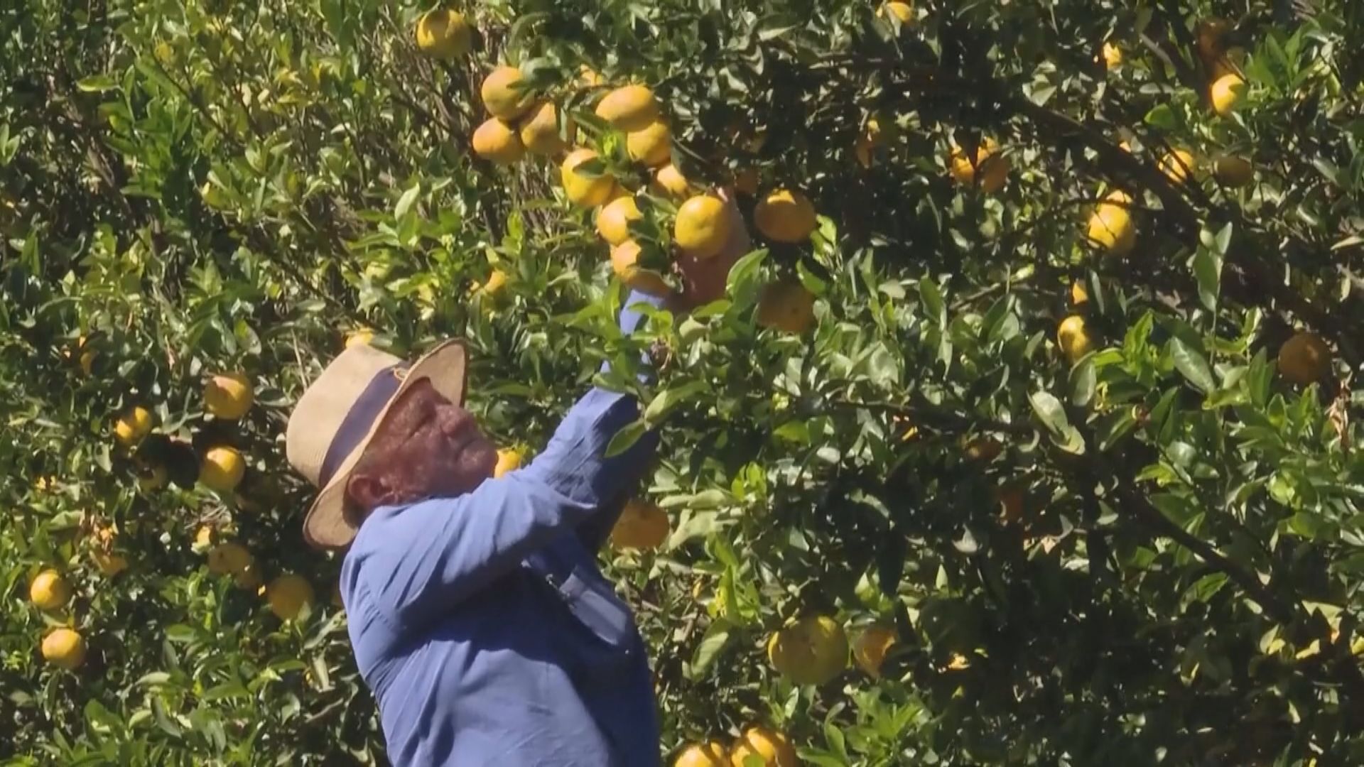 巴西鮮橙預期產量跌近四分一 美國等進口國橙汁價急升