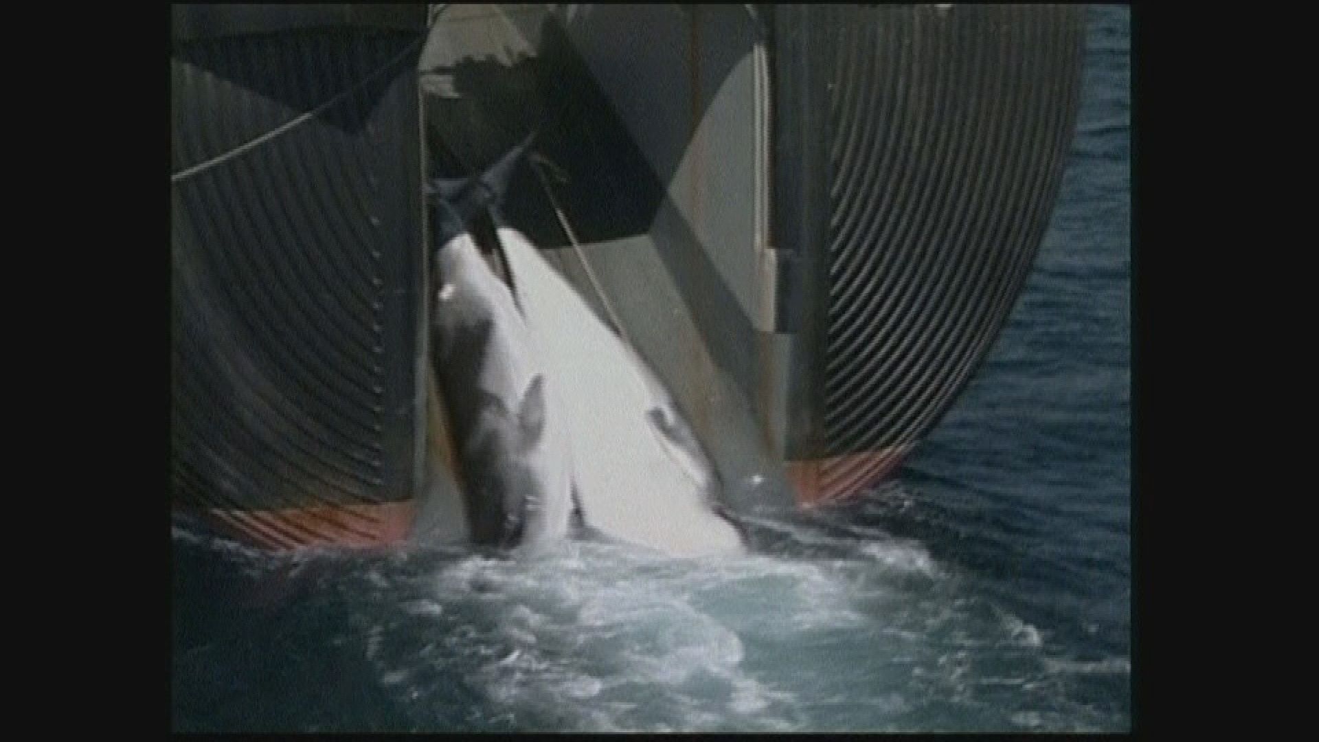 國際捕鯨委員會通過捕鯨不再具商業價值
