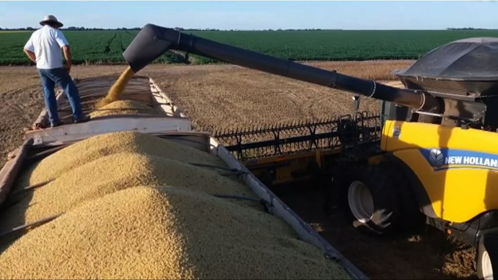 中國或向巴西等國增加大豆進口