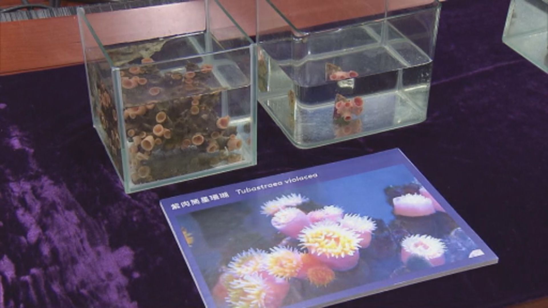 浸大生物學家香港水域發現三個珊瑚新物種