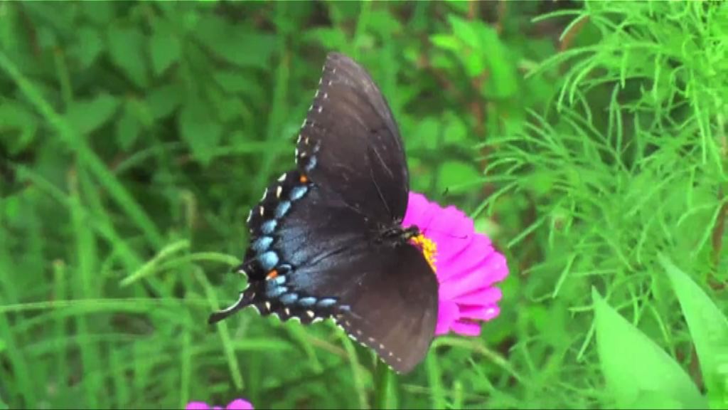 科學家發現蝴蝶比花朵更早出現