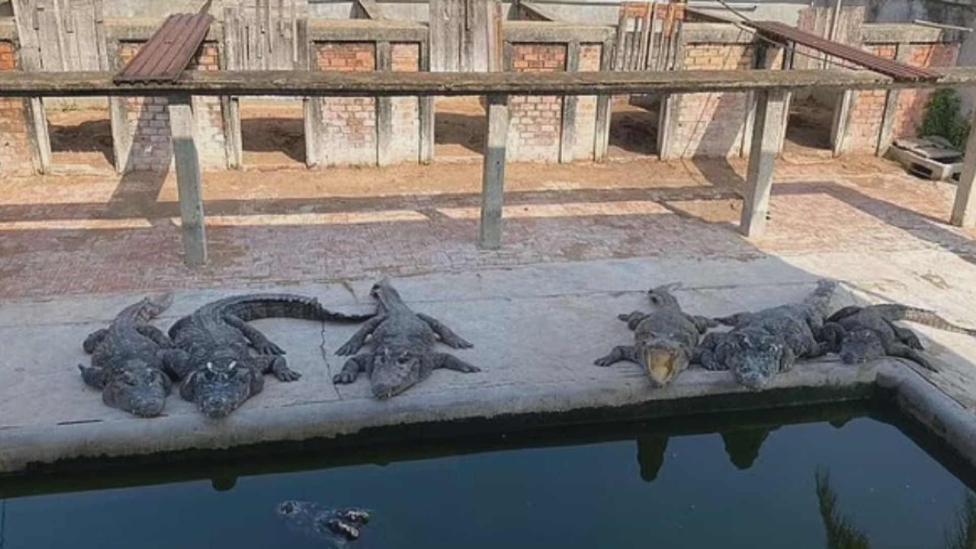 柬埔寨一名鱷魚養殖場場主遭鱷魚咬死
