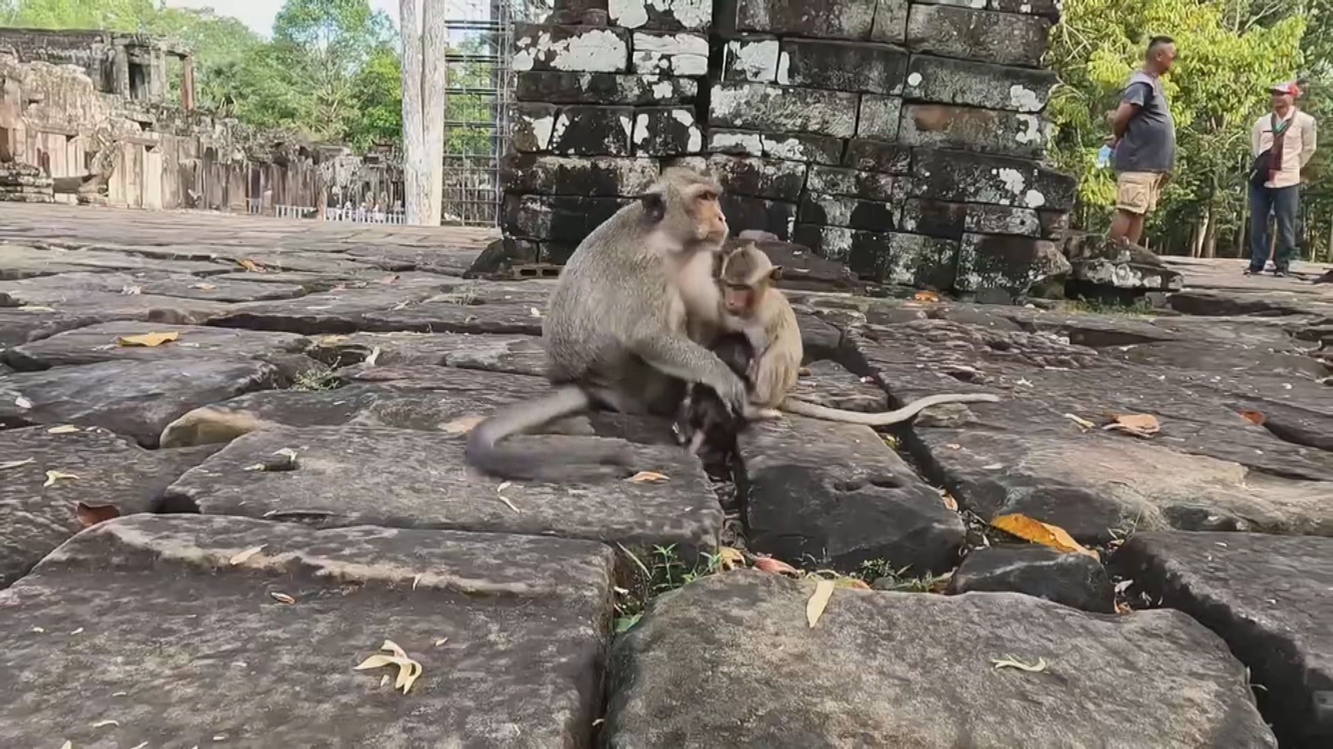 柬埔寨網紅為流量近距離拍攝及非法餵飼猴子