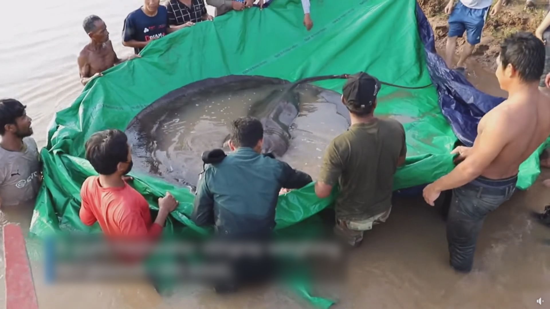柬埔寨湄公河發現有紀錄以來最大的淡水魚