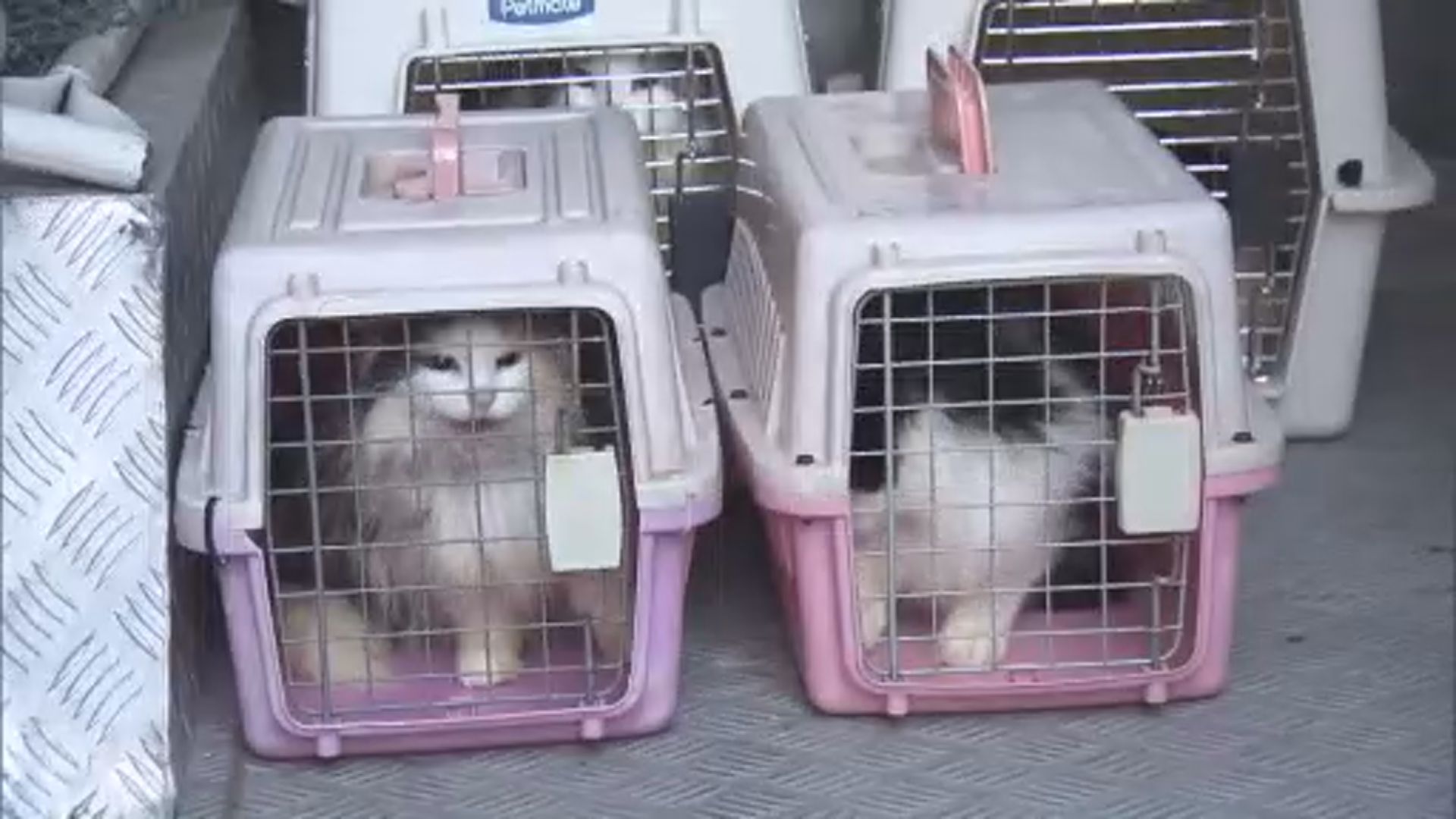 警方搗破觀塘工廈懷疑動物繁殖場　20多隻貓被困