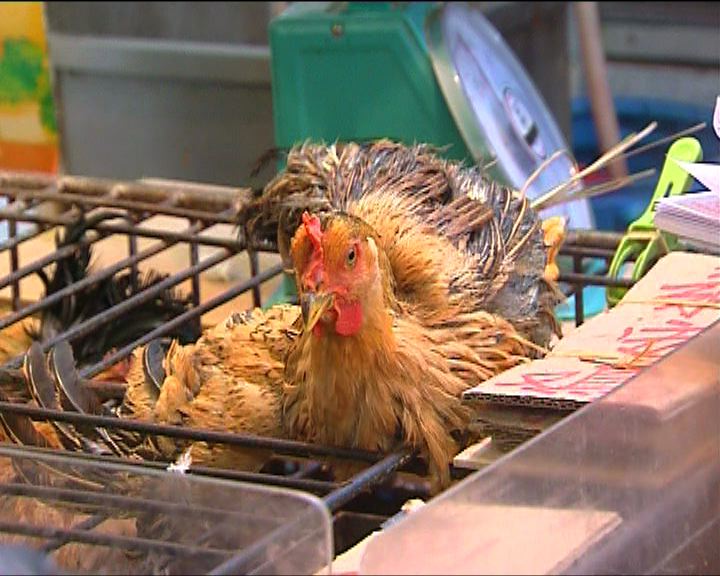 
零售雞價每斤60至70元