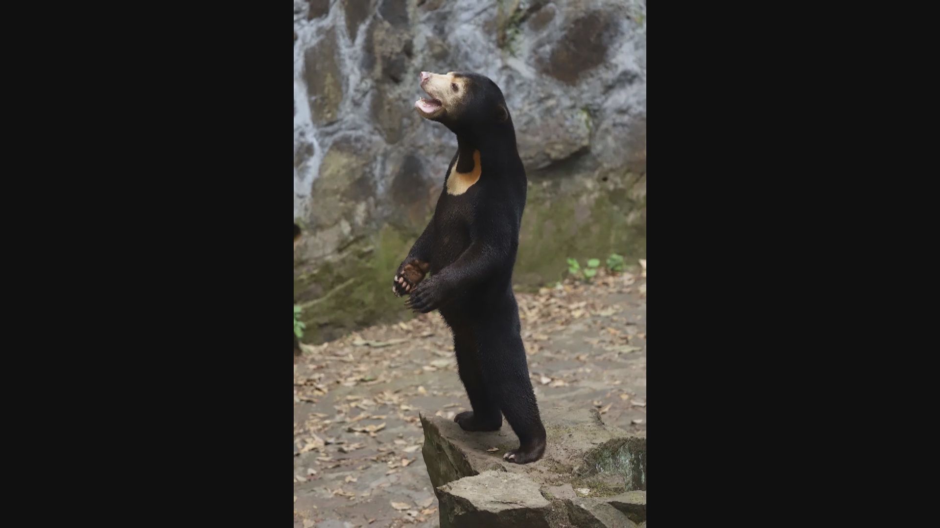 杭州動物園馬來熊疑似人扮 內地惹熱議